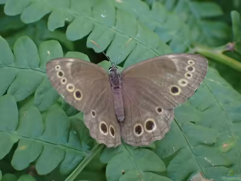 Gelbringfalter im Garten (Einrichtungsbeispiele mit Lopinga achine)
