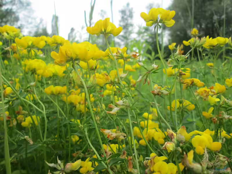 Lotus pedunculatus im Garten pflanzen (Einrichtungsbeispiele mit Sumpf-Hornklee)