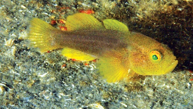 Lubricogobius nanus im Aquarium halten (Einrichtungsbeispiele für Schlanke Zwerggrundel)