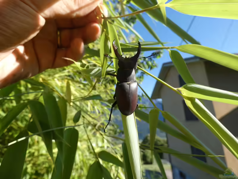 Lucanus cervus im Garten (Einrichtungsbeispiele mit Hirschkäfer)