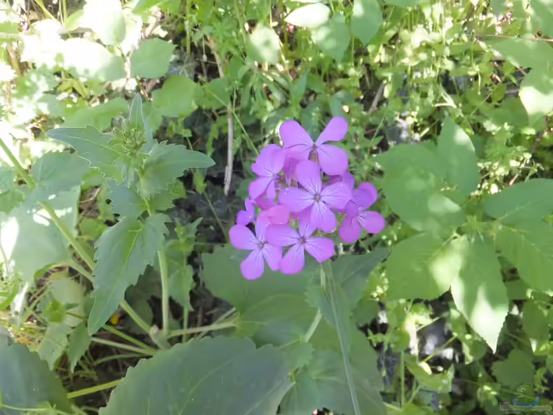 Lunaria annua im Garten pflanzen (Einrichtungsbeispiele mit Einjähriges Silberblatt)