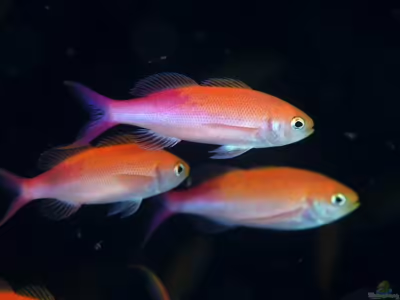 Luzonichthys waitei im Aquarium halten (Einrichtungsbeispiele für Zierlicher Fahnenbarsch)