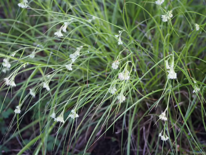 Luzula nivea im Garten pflanzen (Einrichtungsbeispiele mit Schneeweiße Hainsimse)