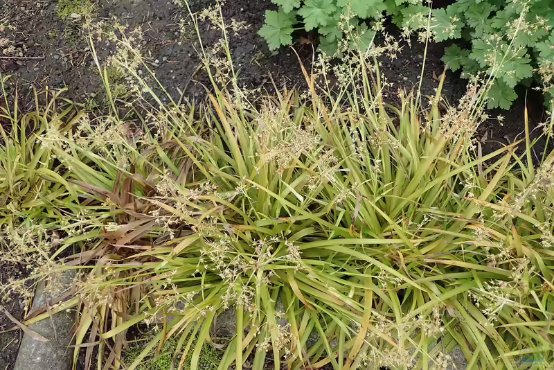 Luzula sylvatica im Garten pflanzen (Einrichtungsbeispiele mit Wald-Hainsimse)