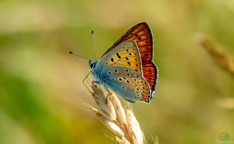 Lycaena alciphron im Garten (Einrichtungsbeispiele mit Violetter Feuerfalter)