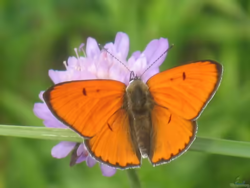 Großer Feuerfalter im Garten (Einrichtungsbeispiele mit Lycaena dispar)