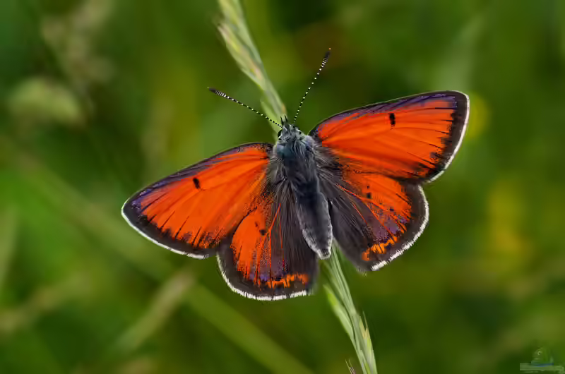 Lilagold-Feuerfalter: Lycaena hippothoe im Garten (Einrichtungsbeispiele mit Lycaena hippothoe)