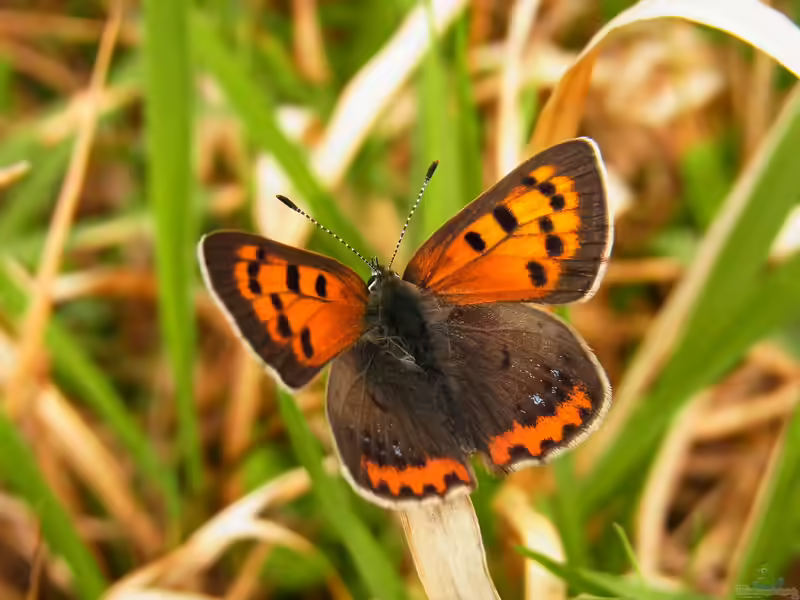 Lycaena phlaeas im Garten (Einrichtungsbeispiele mit Kleiner Feuerfalter)