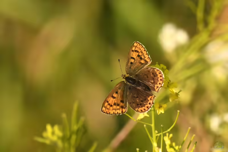 Braune Feuerfalter im Garten (Einrichtungsbeispiele mit Lycaena tityrus)