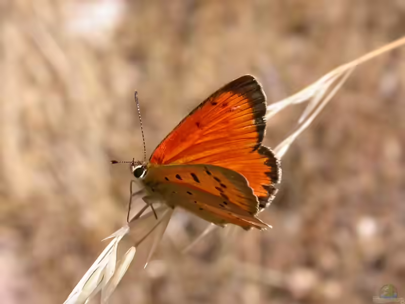 Dukaten-Falter im Garten (Einrichtungsbeispiele mit Lycaena virgaureae)