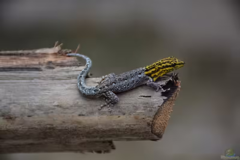 Lygodactylus picturatus im Terrarium halten (Einrichtungsbeispiele mit Gelbkopf-Zwerggecko)