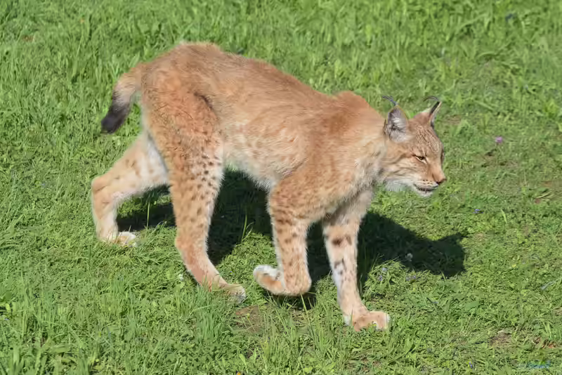 Europäischer Luchs im Garten (Einrichtungsbeispiele mit Lynx lynx)
