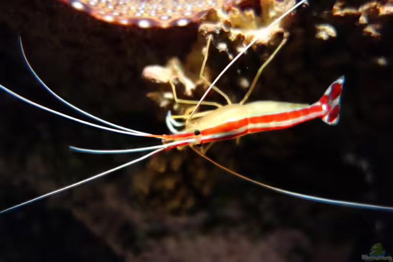 Lysmata amboinensis im Aquarium halten (Einrichtungsbeispiele mit Weißbandputzergarnele)