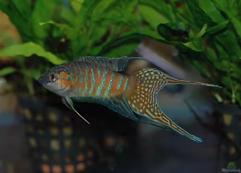 Macropodus opercularis im Aquarium halten (Einrichtungsbeispiele mit Paradiesfisch)