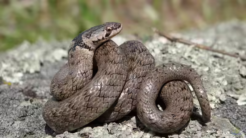 Macroprotodon brevis im Terrarium halten (Einrichtungsbeispiele mit Iberische Kapuzennatter)