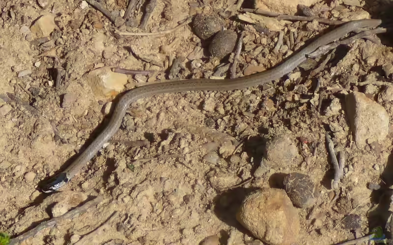Macroprotodon cucullatus im Terrarium halten (Einrichtungsbeispiele mit Kapuzennatter)