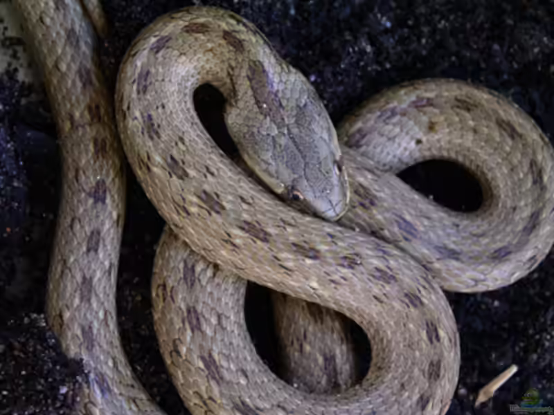 Macroprotodon mauritanicus im Terrarium halten (Einrichtungsbeispiele mit Nordafrikanische Kapuzennatter)