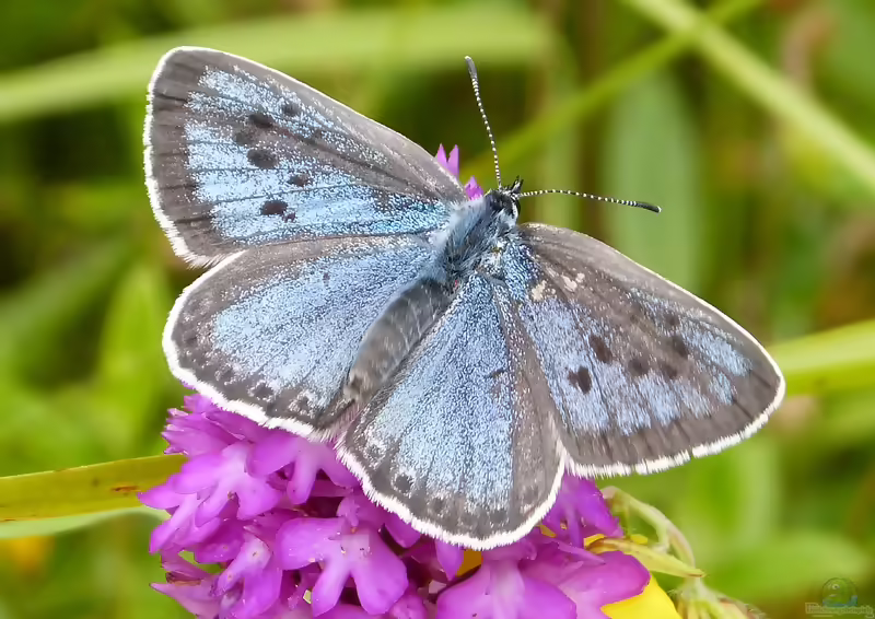 Quendel-Ameisenbläuling: Maculinea arion im Garten (Einrichtungsbeispiele mit Maculinea arion)