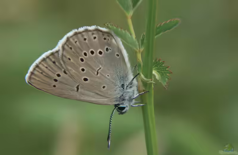 Heller Wiesenknopf-Ameisen-Bläuling im Garten (Einrichtungsbeispiele mit Maculinea teleius)