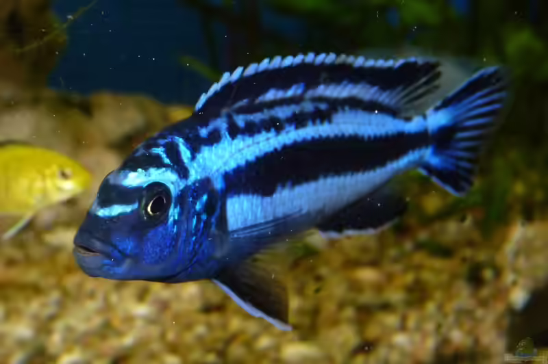 Melanochromis maingano im Aquarium halten (Einrichtungsbeispiele mit Stahlblauer Maulbrüter)