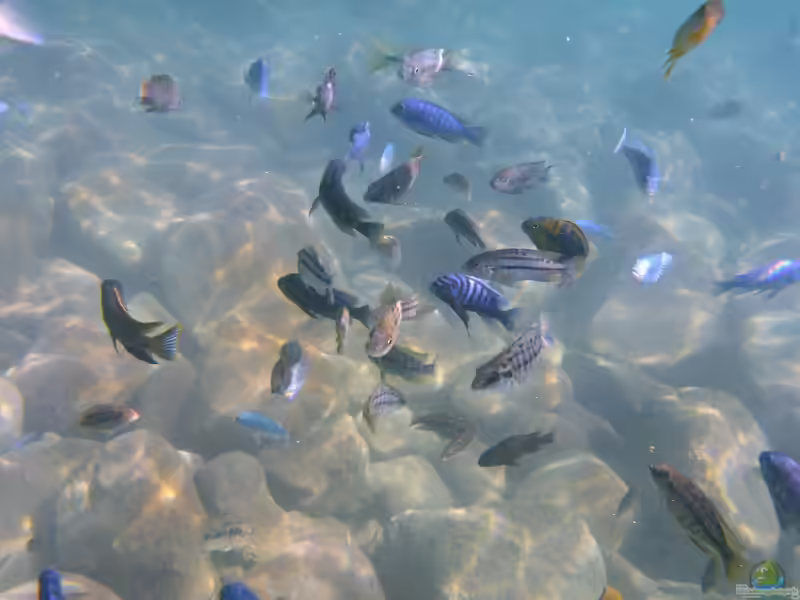 Ein Malawi Aquarium einrichten (Einrichtungsbeispiele für Malawi-Buntbarsche)