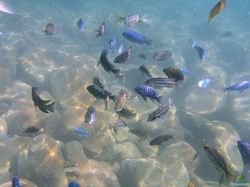 Ein Malawi Aquarium einrichten (Einrichtungsbeispiele für Malawi-Buntbarsche)