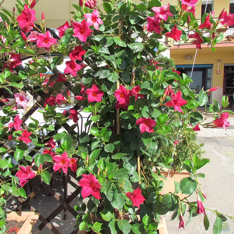 Mandevilla sanderi im Garten pflanzen (Einrichtungsbeispiele mit Trichterblüte)