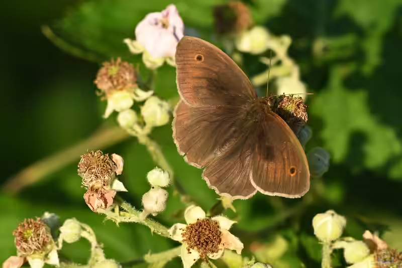 Maniola jurtina im Garten (Einrichtungsbeispiele mit Großes Ochsenauge)