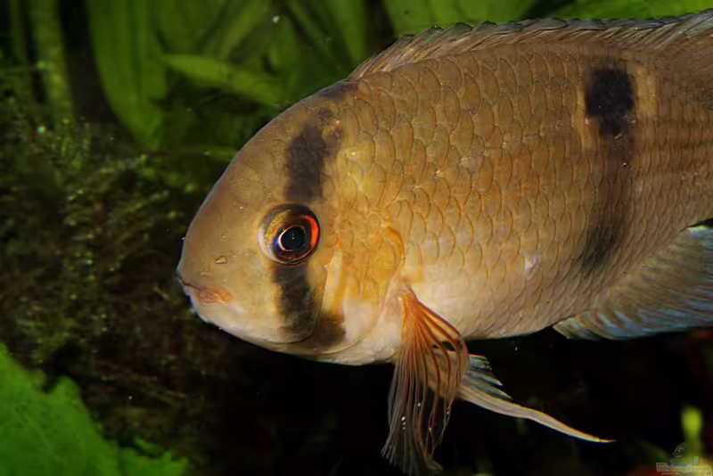 Maroni-Buntbarsche im Aquarium halten (Einrichtungsbeispiele mit Cleithracara maronii)