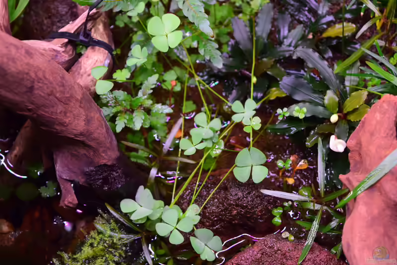 Marsilea crenata im Aquarium pflanzen (Einrichtungsbeispiele mit Zwergkleefarn)