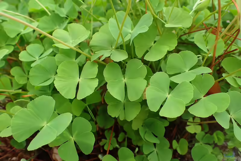 Marsilea drummondii im Aquarium pflanzen (Einrichtungsbeispiele mit Zwergkleefarn)