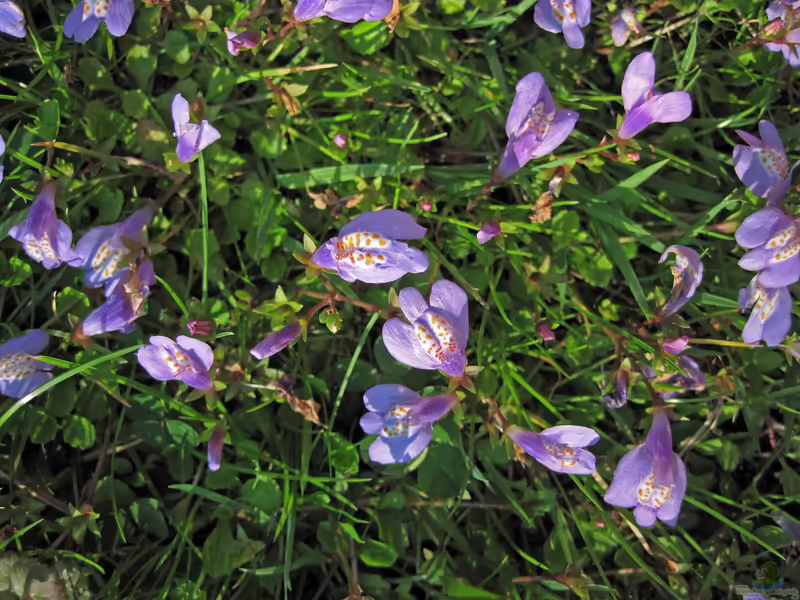 Mazus reptans am Gartenteich (Einrichtungsbeispiele mit Teppichmazus)