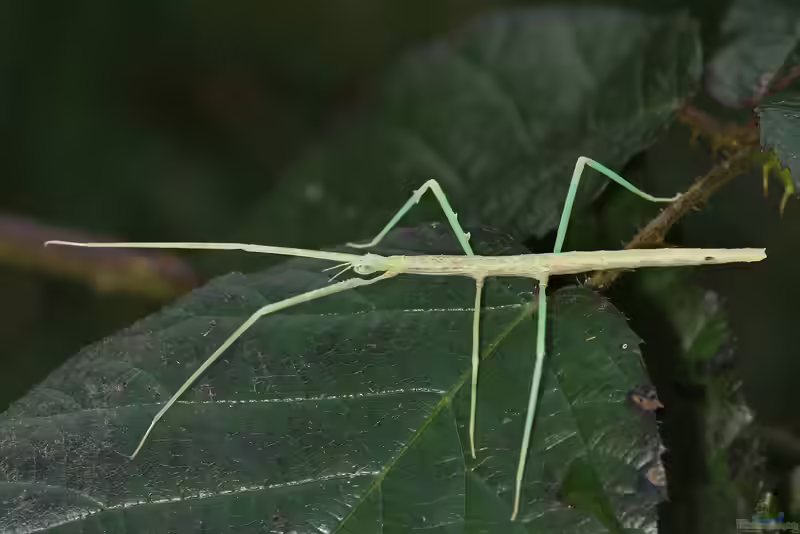 Medauroidea extradentata im Terrarium halten (Einrichtungsbeispiele mit Annam-Stabschrecke)