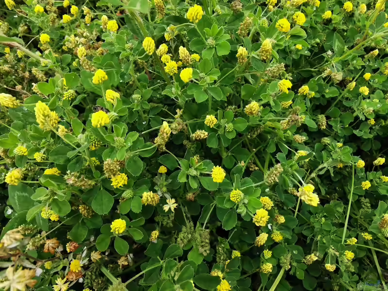 Medicago lupulina im Garten pflanzen (Einrichtungsbeispiele mit Hopfenklee)