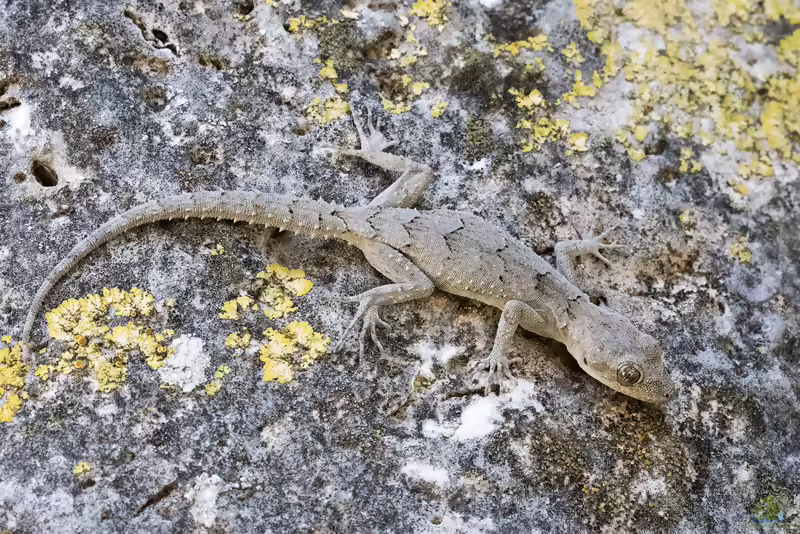 Europäischer Nacktfingergecko: Mediodactylus kotschyi im Terrarium halten (Einrichtungsbeispiele mit Mediodactylus kotschyi)