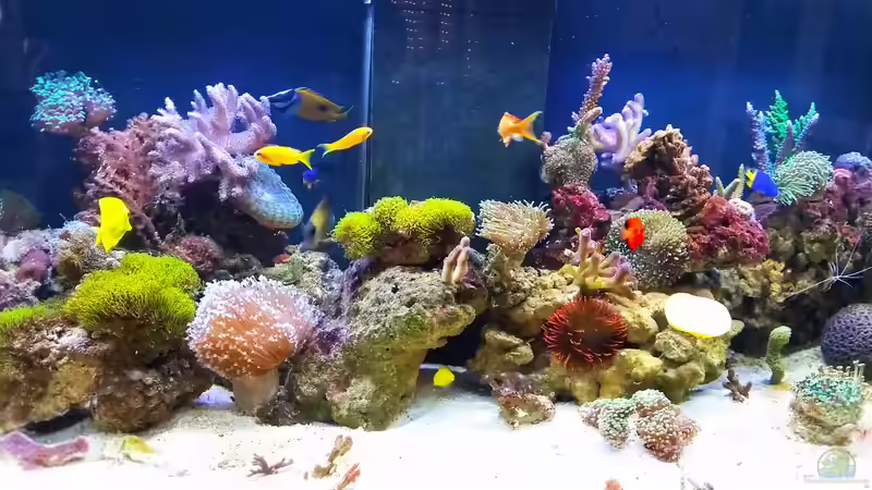 Ein Meerwasser-Aquarium einrichten (Einrichtungsbeispiele für ein Salzwasseraquarium)