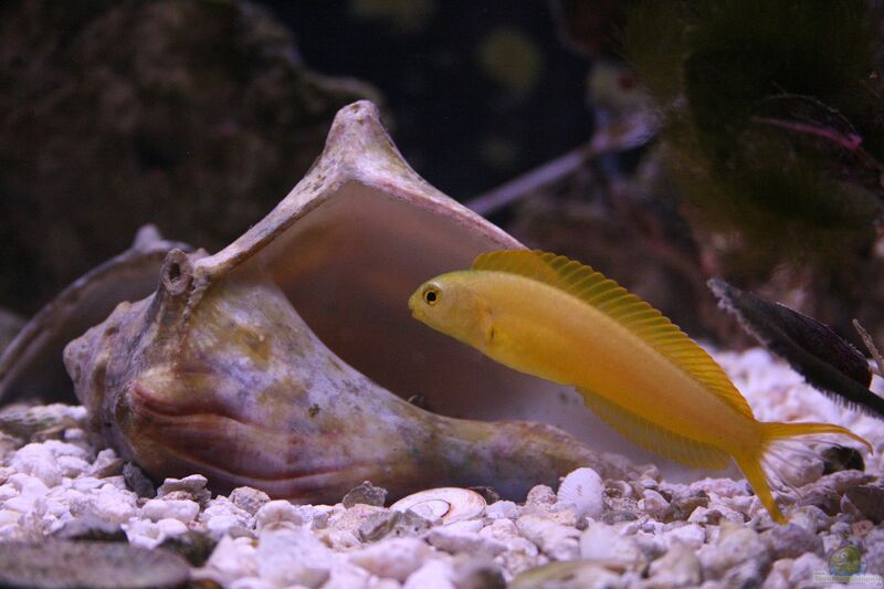 Meiacanthus oualanensis im Aquarium halten (Einrichtungsbeispiele für Gelber Säbelzahnschleimfisch)