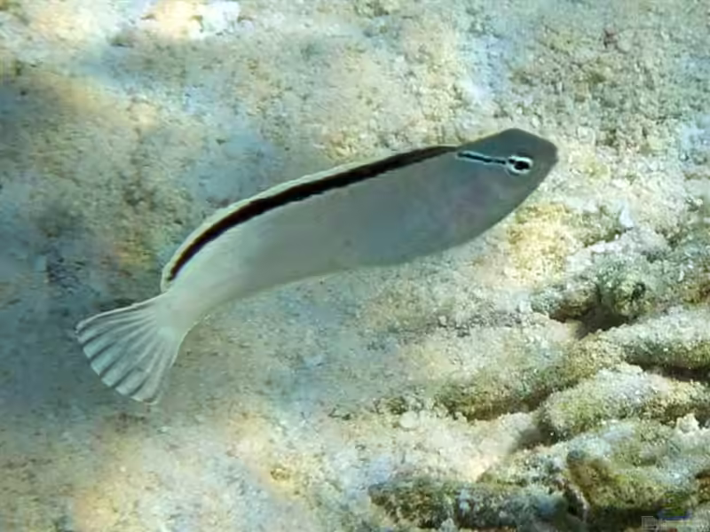 Meiacanthus smithi im Aquarium halten (Einrichtungsbeispiele für Smiths Säbelzahnblenni)