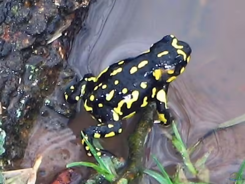 Melanophryniscus klappenbachi im Terrarium halten (Einrichtungsbeispiele mit Hummelkrötchen)