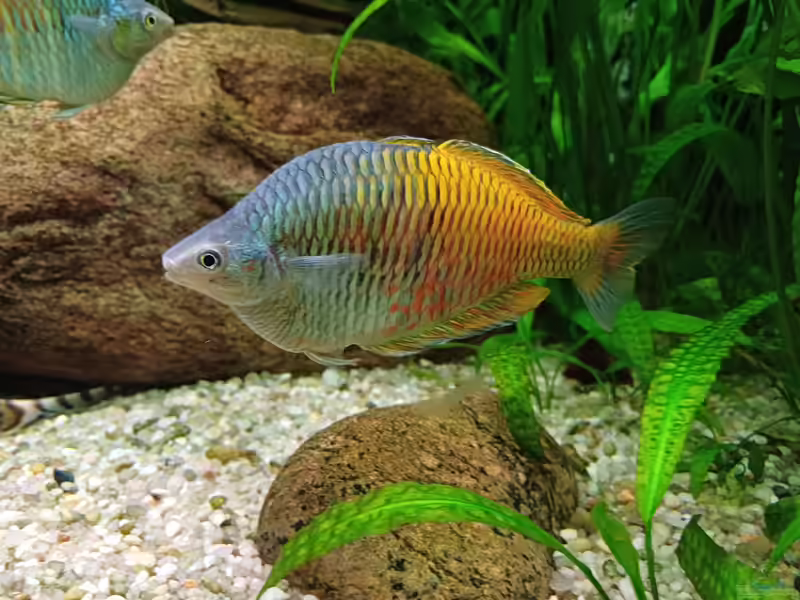 Melanotaenia boesemani im Aquarium halten (Einrichtungsbeispiele mit Boesemans Regenbogenfisch)