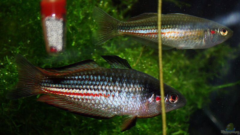 Melanotaenia duboulayi im Aquarium halten (Einrichtungsbeispiele für Karmin-Regenbogenfisch)  - Melanotaenia-duboulayi-slnkaquarium