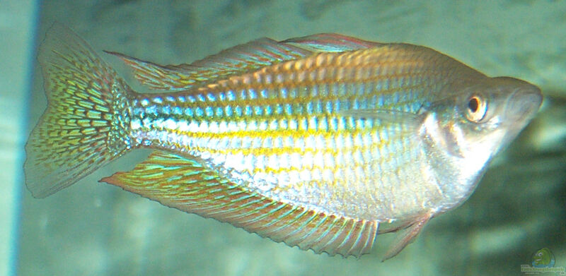 Melanotaenia fluviatilis im Aquarium halten (Einrichtungsbeispiele für Rotgesprenkelter Regenbogenfisch)  - Melanotaenia-fluviatilisaquarium