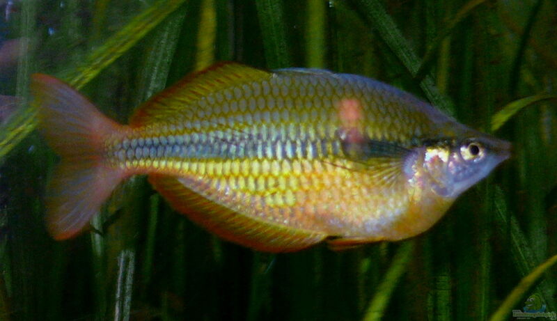 Melanotaenia herbertaxelrodi im Aquarium halten (Einrichtungsbeispiele für Tebera-Regenbogenfisch)  - Melanotaenia-herbertaxelrodi-slnkaquarium