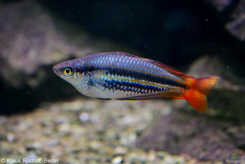 Melanotaenia papuae im Aquarium halten (Einrichtungsbeispiele für Papua-Regenbogenfisch)  - Melanotaenia-papuaeaquarium
