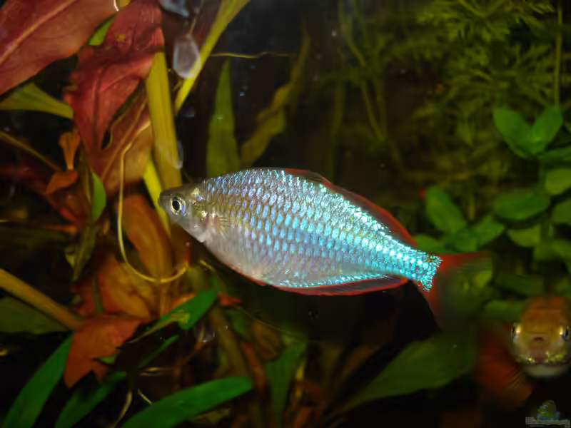 Melanotaenia praecox im Aquarium halten (Einrichtungsbeispiele mit Diamant-Regenbogenfischen)