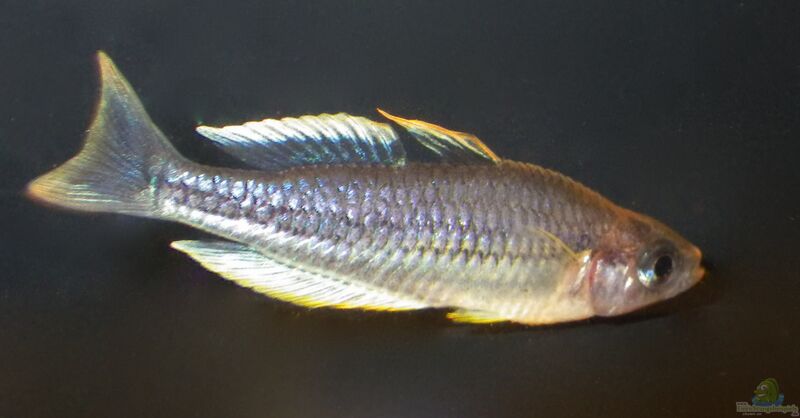 Melanotaenia pygmaea im Aquarium halten (Einrichtungsbeispiele für Blauer Zwergregenbogenfisch)  - Melanotaenia-pygmaeaaquarium