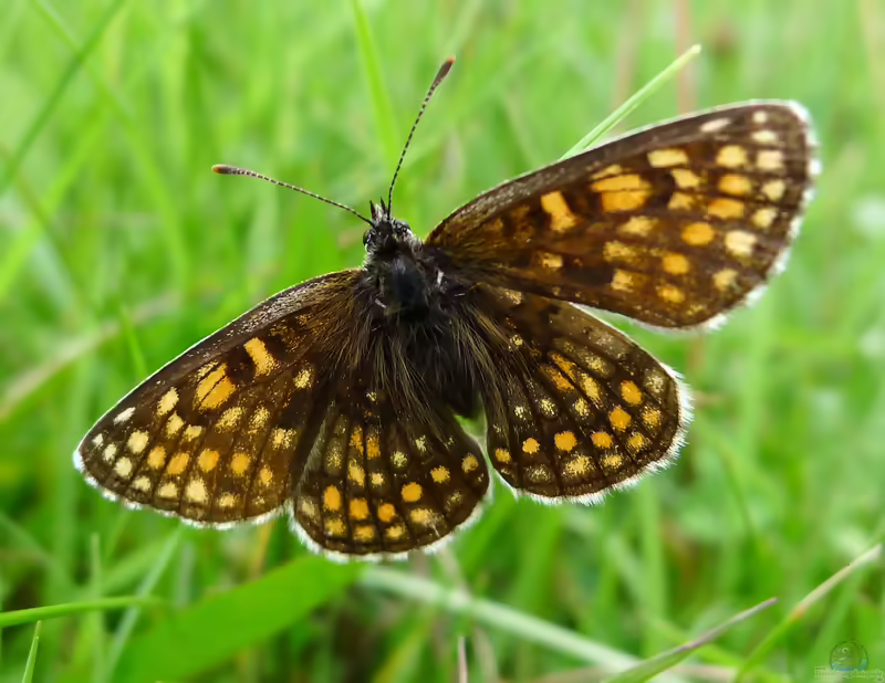Ostalpiner Scheckenfalter: Melitaea asteria im Garten (Einrichtungsbeispiele mit Melitaea asteria)