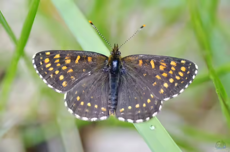 Baldrian-Scheckenfalter im Garten (Einrichtungsbeispiele mit Melitaea diamina)