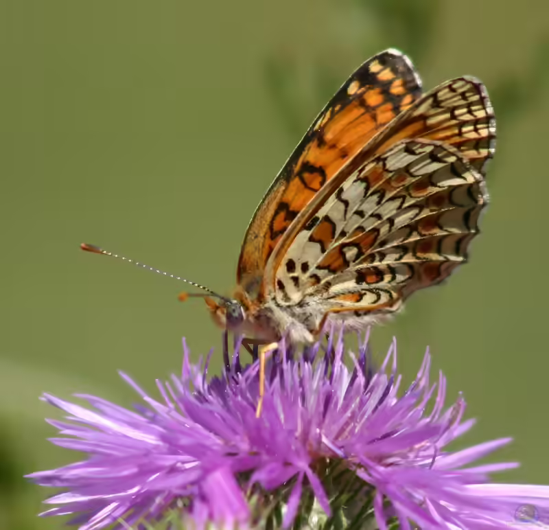 Flockenblumen-Scheckenfalter im Garten (Einrichtungsbeispiele mit Melitaea phoebe)