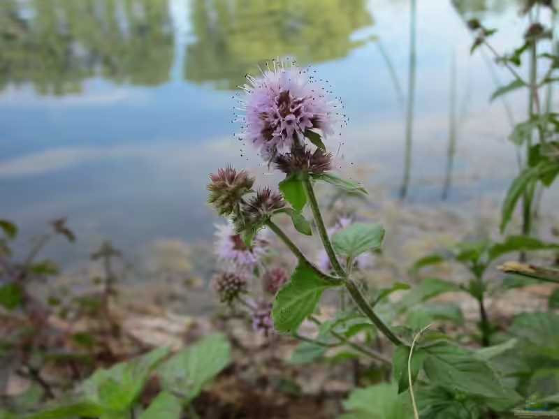 Mentha aquatica am Gartenteich (Einrichtungsbeispiele mit Wasserminze)